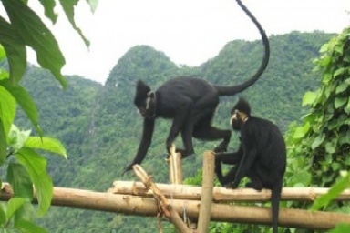 Fauna National Park Phong Nha - Ke Bang